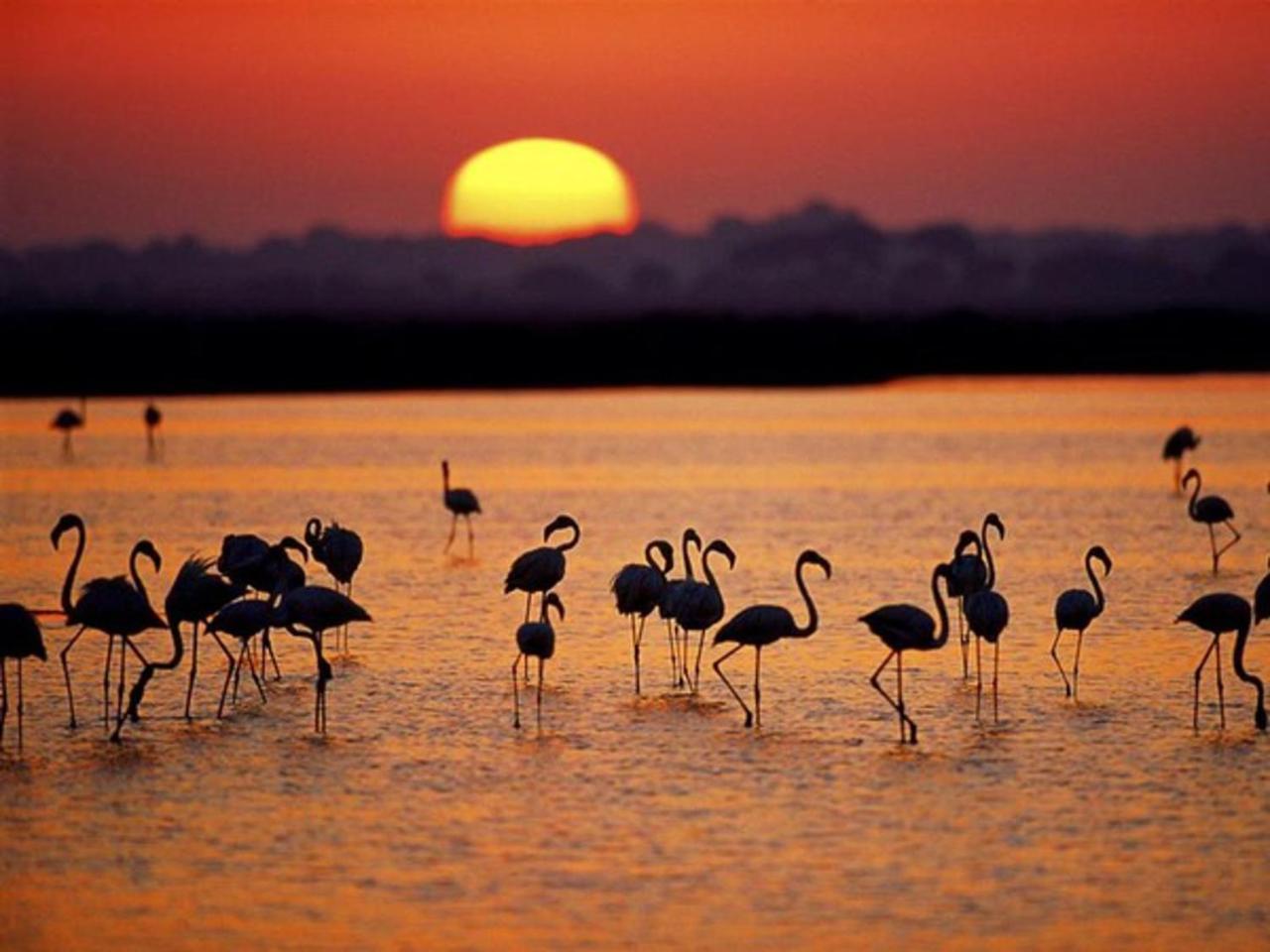 Alojamiento Rural Flamingo El Rocío Dış mekan fotoğraf